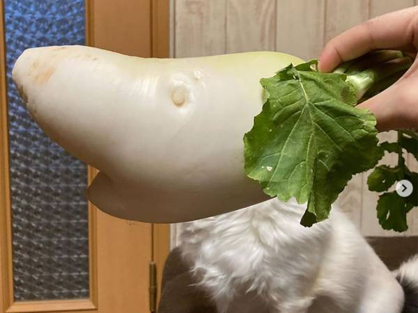 「私も見たら買っちゃう！」スーパーで出会ったおもしろ大根の画像はコチラ