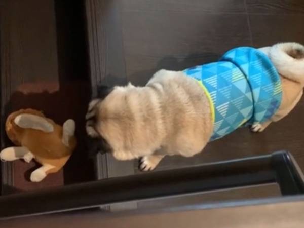 飼い犬を見張っていると？　その後の展開に「やはりか」