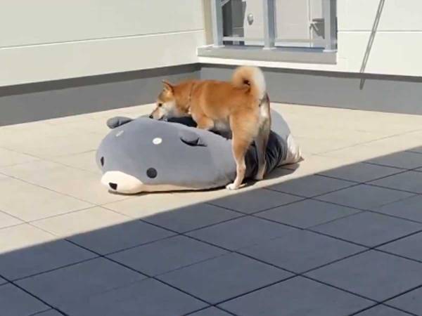 『柴犬のクッション』を干したら？　柴犬のかわいすぎる行動に、目がハート！