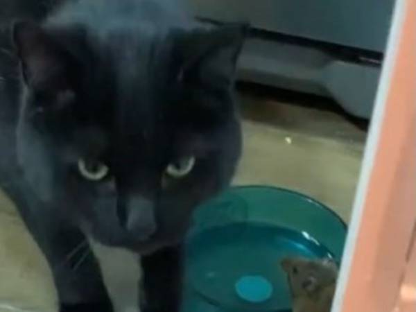 愛猫の新しい『友達』に飼い主もびっくり　「トムとジェリーみたいだ」