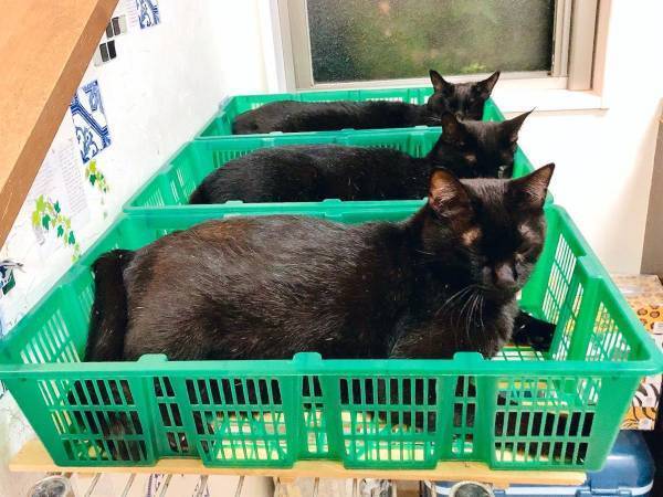 猫たちの姿に「出荷するの！？」　カゴを置いた結果、見事な光景に！