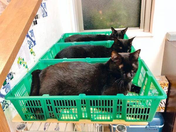 猫たちの姿に「出荷するの！？」　カゴを置いた結果、見事な光景に！