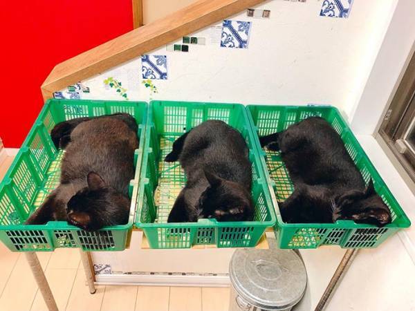 猫たちの姿に「出荷するの！？」　カゴを置いた結果、見事な光景に！