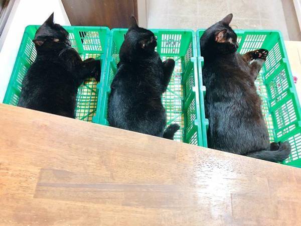 猫たちの姿に「出荷するの！？」　カゴを置いた結果、見事な光景に！