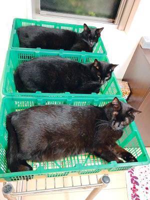 猫たちの姿に「出荷するの！？」　カゴを置いた結果、見事な光景に！