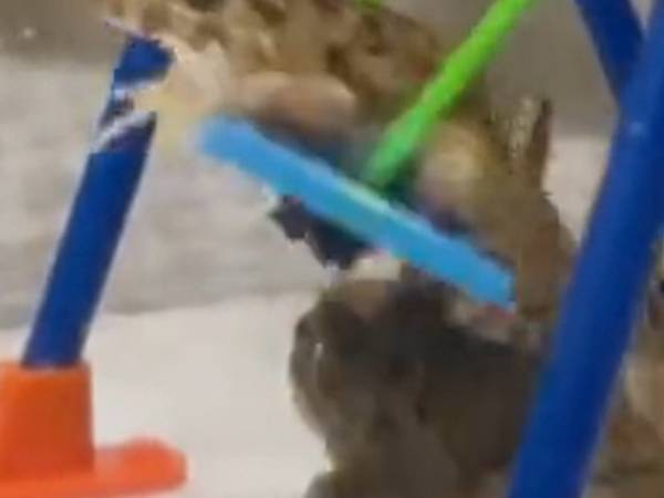 採集した１５匹をケージに入れると？　１匹が見せた動きに「個性的」「かわいくて笑った」