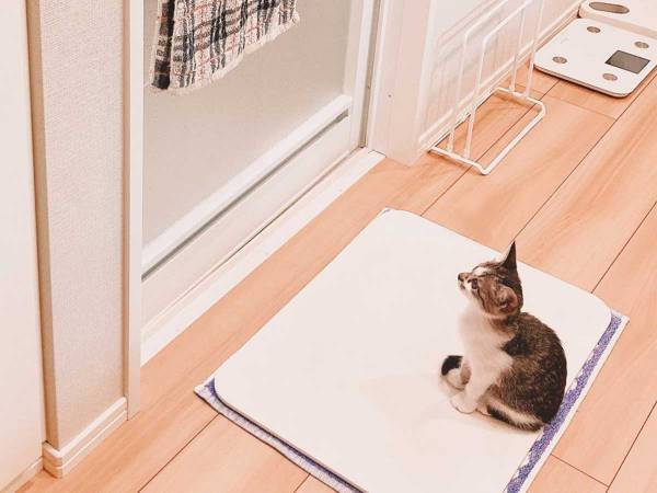 風呂場前の光景に、１２万人の目がハート！　足元を見ると…？