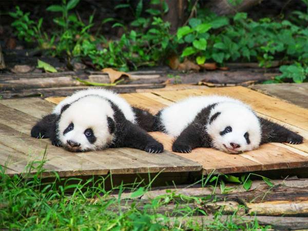 『測定し記録する』赤ちゃんパンダがかわいすぎるだけの動画が話題に