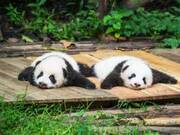 シャンシャンかわいすぎ 上野の赤ちゃんパンダに会う方法 ウーマンエキサイト 1 2