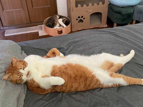 ６年目の貫禄がすごい…！　家猫歴１年半～６年の寝相の違いがこちら