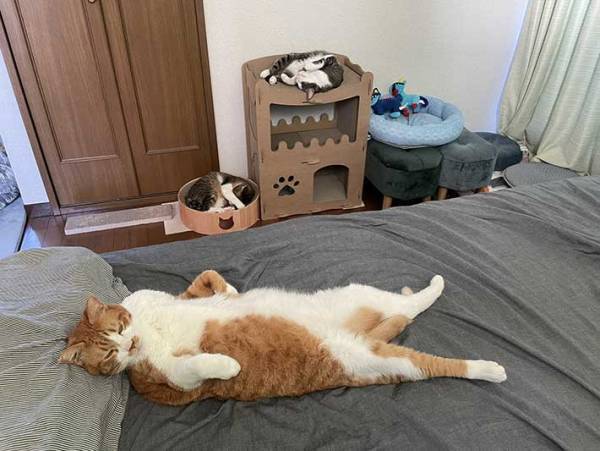 ６年目の貫禄がすごい…！　家猫歴１年半～６年の寝相の違いがこちら