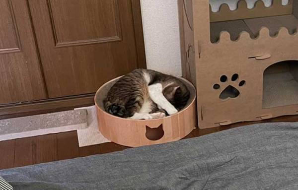 ６年目の貫禄がすごい…！　家猫歴１年半～６年の寝相の違いがこちら
