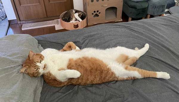 ６年目の貫禄がすごい…！　家猫歴１年半～６年の寝相の違いがこちら