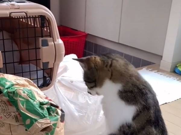 「お米やって！」といわれても聞かない猫　次の瞬間？