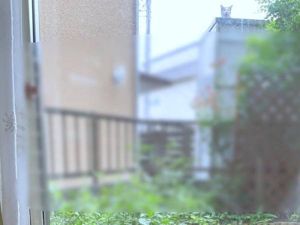 愛猫を撮ったはずの写真に「ヒエッ…」「うわっ！」　おわかりいただけただろうか…