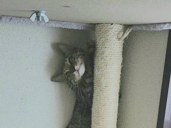 見知らぬ人が来ると？　子猫の行動に「かわいすぎる」