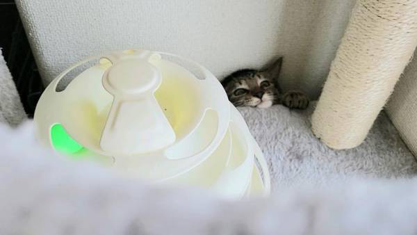 見知らぬ人が来ると？　子猫の行動に「かわいすぎる」