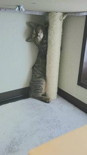 見知らぬ人が来ると？　子猫の行動に「かわいすぎる」