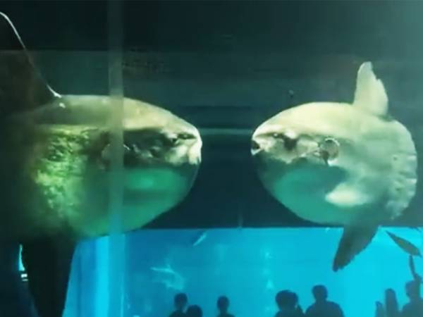 「こんなシーン見たことない！」キスするマンボウをとらえた激レア映像