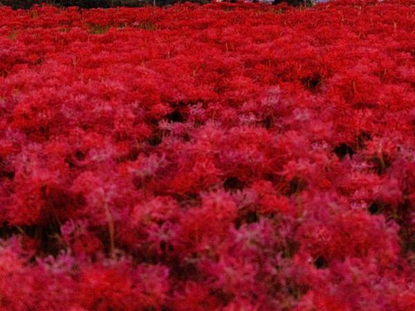 「幻想的すぎて涙が出る…」Twitter上で話題になった１枚がこちら