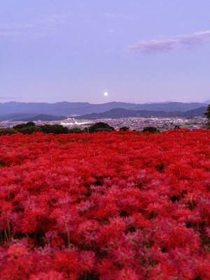 「幻想的すぎて涙が出る…」Twitter上で話題になった１枚がこちら