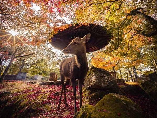 神の使い？　奈良公園で撮影されたシカがオシャレすぎる！