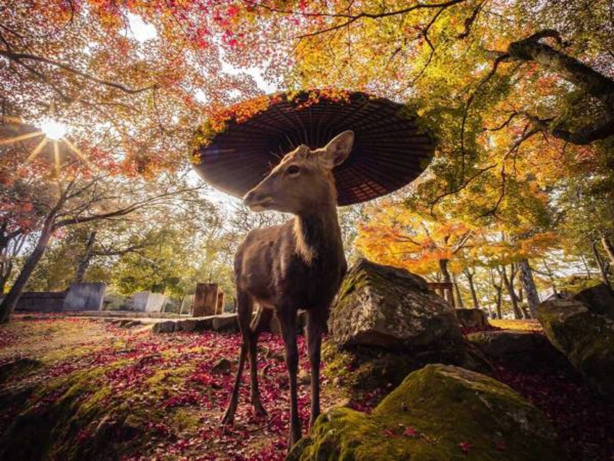 神の使い 奈良公園で撮影されたシカがオシャレすぎる 21年9月24日 ウーマンエキサイト 1 2