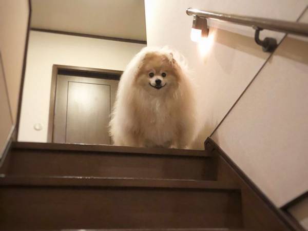 ポメラニアンに「鼻水出た」　飼い主がつけた呼び名に腹筋崩壊
