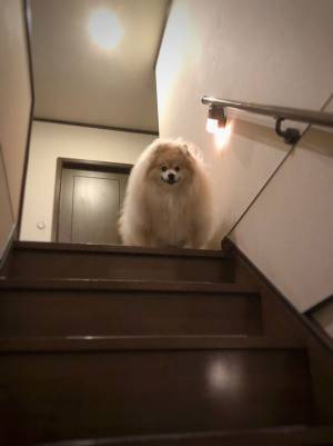 ポメラニアンに「鼻水出た」　飼い主がつけた呼び名に腹筋崩壊