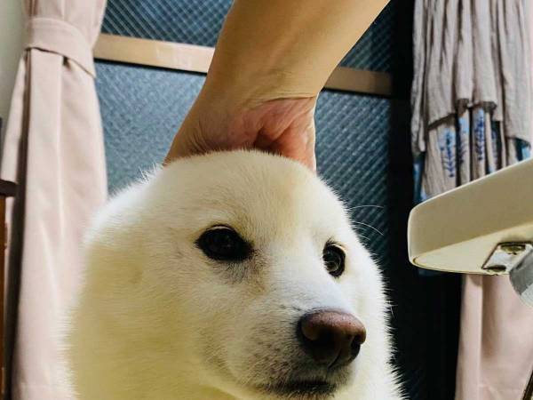 騙される人が続出！　柴犬の頭を撫でただけなのに…？