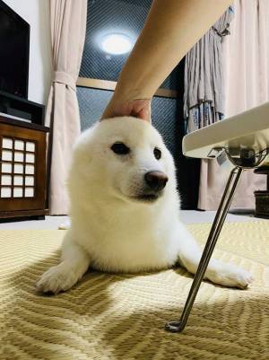 騙される人が続出！　柴犬の頭を撫でただけなのに…？