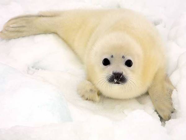 騙される人が続出！　柴犬の頭を撫でただけなのに…？