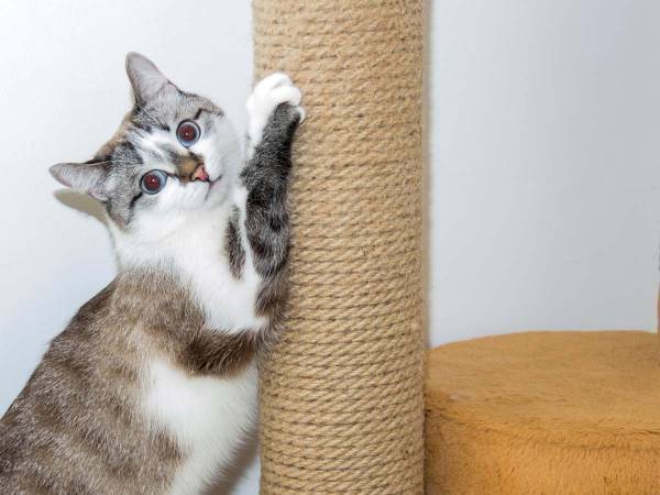 どこで覚えた？　猫が見せた『ダンス』が　「初めて見た」「かわいすぎる」