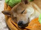ホットドッグのベッドを買ってもらった柴犬　ソーセージ役がぴったりの寝姿に！