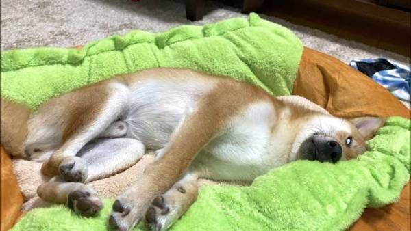 ホットドッグのベッドを買ってもらった柴犬　ソーセージ役がぴったりの寝姿に！