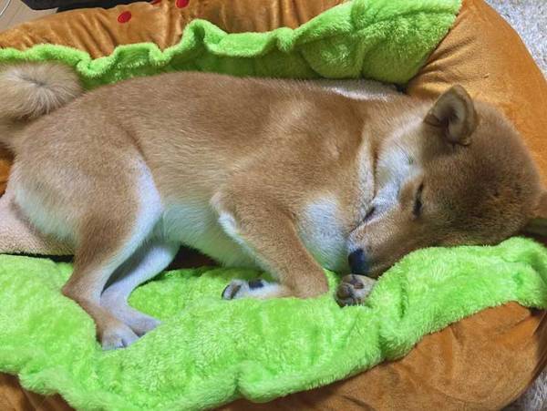 ホットドッグのベッドを買ってもらった柴犬　ソーセージ役がぴったりの寝姿に！