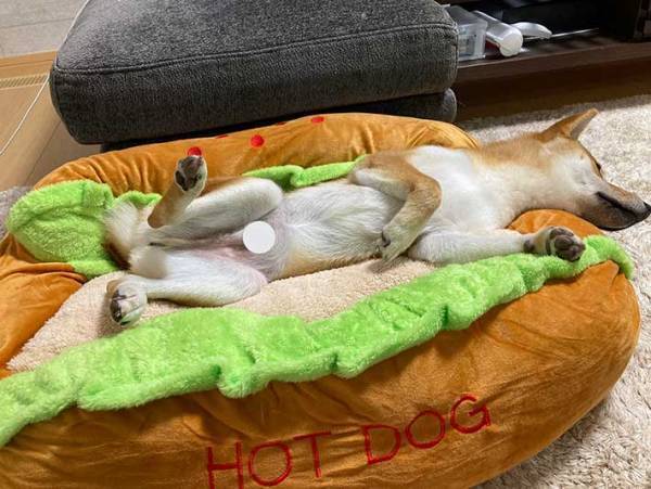 ホットドッグのベッドを買ってもらった柴犬　ソーセージ役がぴったりの寝姿に！