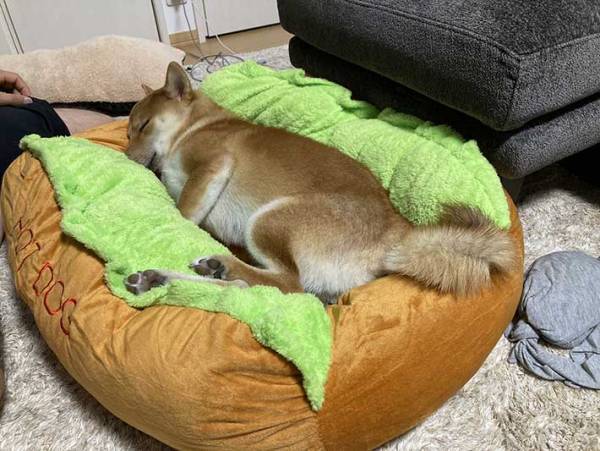 ホットドッグのベッドを買ってもらった柴犬　ソーセージ役がぴったりの寝姿に！