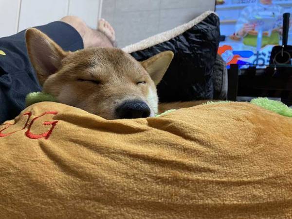 ホットドッグのベッドを買ってもらった柴犬　ソーセージ役がぴったりの寝姿に！