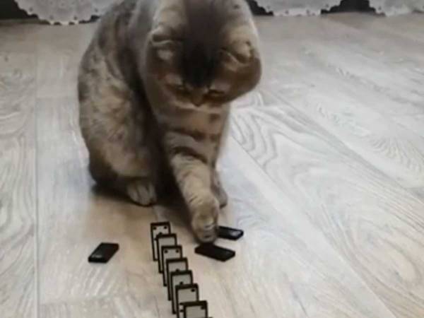 ドミノのコマで遊んでいたら１列倒してしまった猫　その表情が多くの人の心に刺さる