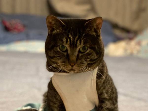 トップモデルの貫禄がある、保護猫に反響　「貫禄がすごい」「そのかっこよさ何！？」