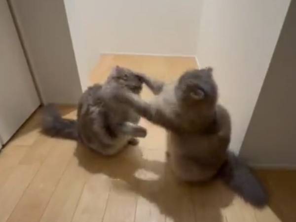 『ケンカ初心者』の２匹の戦いに、笑う人が続出　「ぎこちなさが最高」「平和か！」