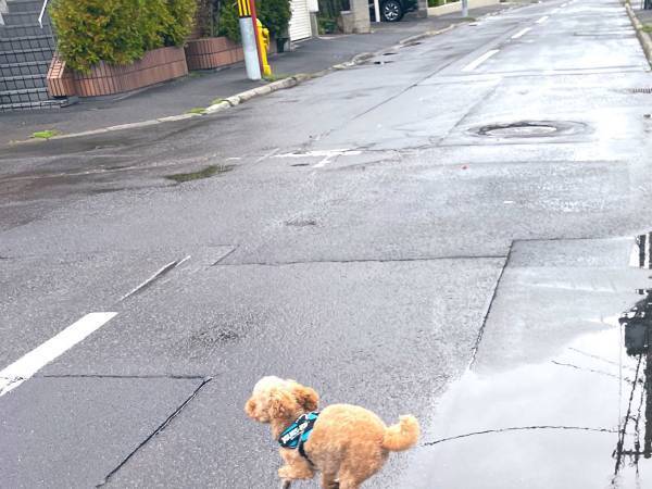 散歩で『約束』を破ったトイプー　その光景に「見てるだけで元気が出る」「躍動感がすごい」