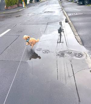 散歩で『約束』を破ったトイプー　その光景に「見てるだけで元気が出る」「躍動感がすごい」