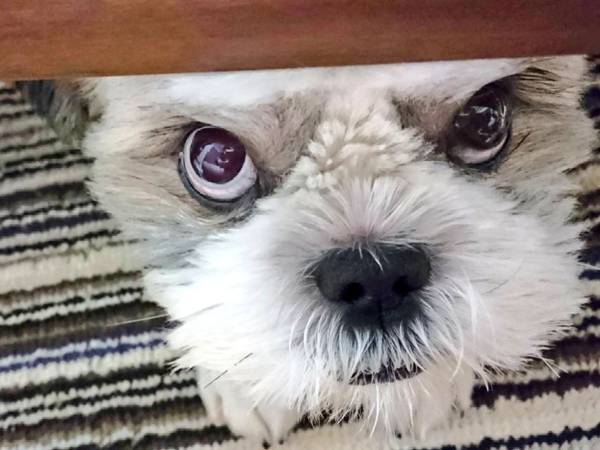 おやつが欲しい犬　だんだんと悪い顔になっていく過程に腹筋崩壊