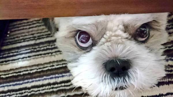 おやつが欲しい犬　だんだんと悪い顔になっていく過程に腹筋崩壊