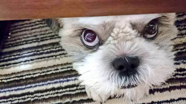 おやつが欲しい犬　だんだんと悪い顔になっていく過程に腹筋崩壊