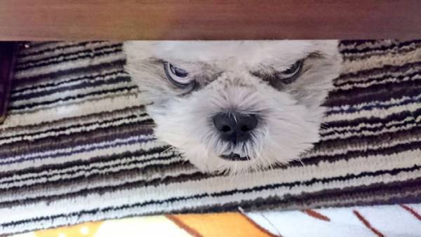 おやつが欲しい犬　だんだんと悪い顔になっていく過程に腹筋崩壊