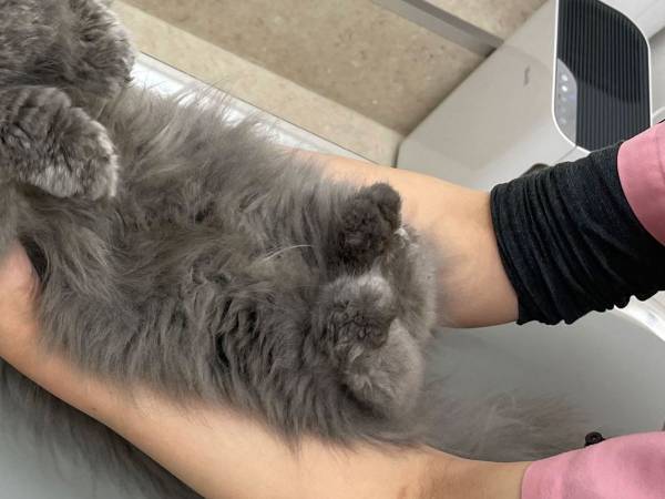 飼い主が「さすがに、まじで…？」と戸惑った姿　猫が診察台の上で？