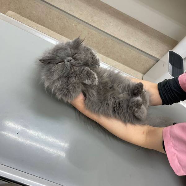 飼い主が「さすがに、まじで…？」と戸惑った姿　猫が診察台の上で？